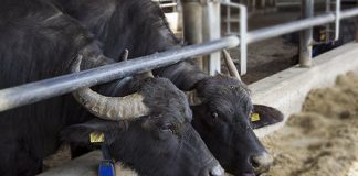 Quote latte, contenziosi per gli allevatori italiani quote latte