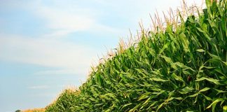 Come certificare un’azienda biologica certificare azienda biologica