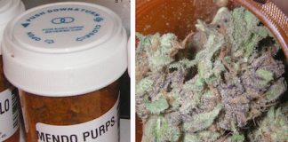 IN SICILIA CANNABIS GRATUITA PER USO TERAPEUTICO