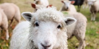 Reddito agrario Reddito agrario