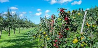 Passaporto delle piante passaporto delle piante