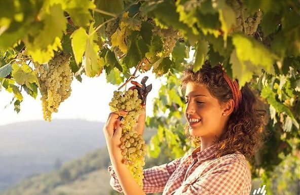 8 MARZO: IN SICILIA, PUGLIA E CAMPANIA PIÙ IMPRESE ROSA IN AGRICOLTURA