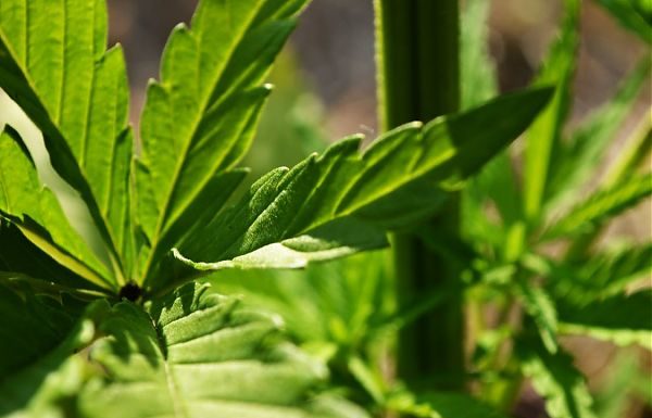 TRAFFICO DI DROGA TRA MAROCCO, SPAGNA, LOMBARDIA E CAMPANIA, 20 ARRESTI