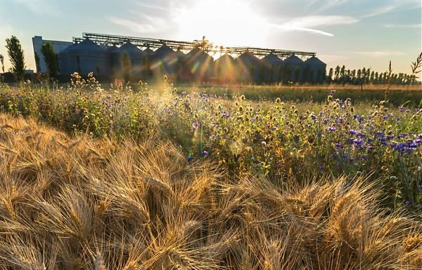 AGRICOLTURA SOSTENIBILE, NASCE LA “CARTA DEL MULINO”