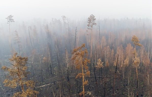 INCENDI IN SIBERIA, GREENPEACE LANCIA L’ALLARME CLIMA