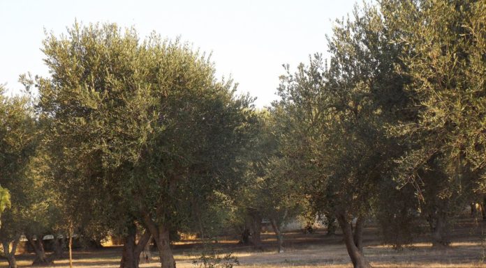 CORTE UE “L’ITALIA NON HA FATTO ABBASTANZA CONTRO LA XYLELLA”