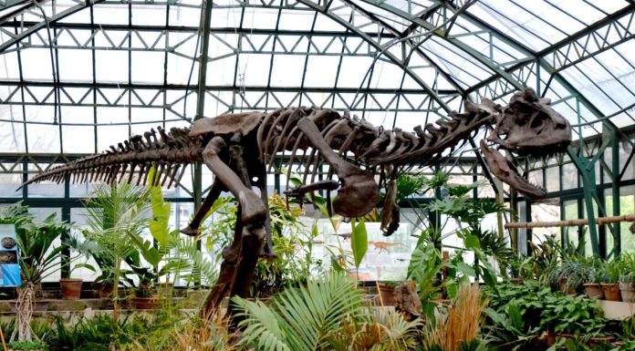 “ARRIVANO I DINOSAURI” ALL’ORTO BOTANICO