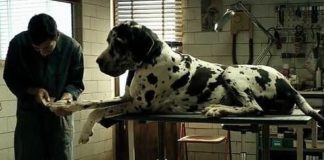 OSCAR, DOGMAN DI GARRONE CANDIDATO PER L’ITALIA