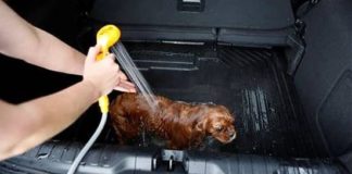 FORD COCCOLA AMICI A 4 ZAMPE IN MEGABOX PUMA