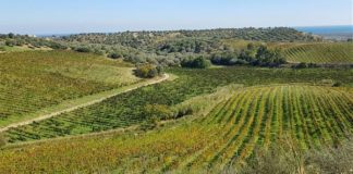 ROSSO CALABRIA, VIAGGIO NEI VINI DI ECCELLENZA