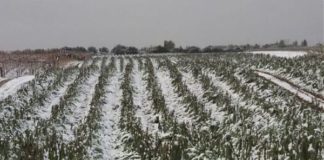 BASILICATA, 11,1 MLN PER DANNI CALAMITÀ