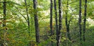 TARANTINI PRESIDENTE PARCO ALTA MURGIA