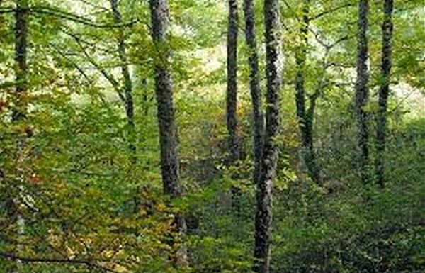 RAI COM, ITALIANA TV MAGAZINE DEDICA PUNTATA A BASILICATA