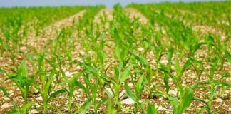 SEMINE OGM SOLO IN 2 PAESI UE SU 28