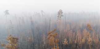 STEA “INCENDI SONO SCHIAFFO ALLA PUGLIA”