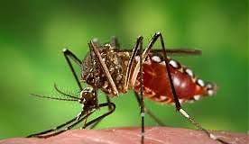 NUOVO METODO NATURALE CONTRO LA ZANZARA TIGRE