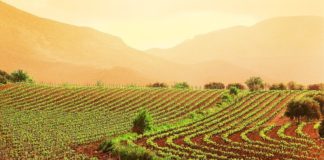 IL VENETO SOSTIENE LA VITICOLTURA CON 9,2 MLN