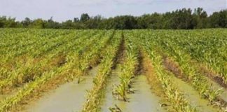 AGRICOLTURA, 3 MLN A SICILIA PER DANNI
