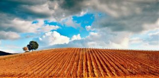 LA BLOCKCHAIN PER TUTELARE I PRODOTTI AGROALIMENTARI