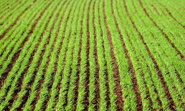 PAC, LA VIA “NO ALLA RINAZIONALIZZAZIONE”