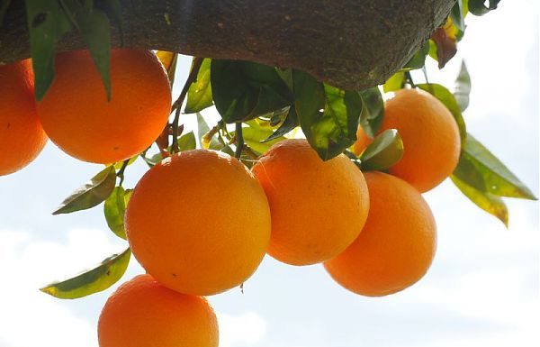 CHINNICI “UE CONSIDERI PARASSITA IL FUNGO MACCHIA NERA”