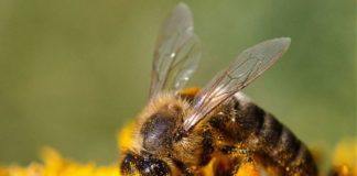 STUDIO ANALIZZA API PER COMPRENDERE MECCANISMI NEURONALI