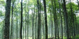 IMBOSCHIMENTO, INTEGRATA GRADUATORIA DEFINITIVA