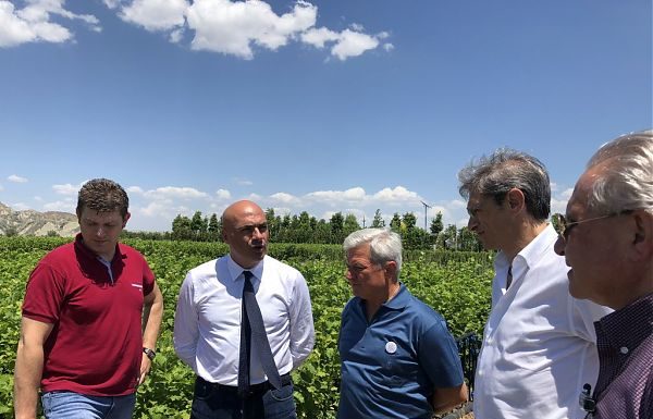 AGRICOLTURA, BRAIA “SUL WEB LA CARTA VOCAZIONALE DEL NOCCIOLO”