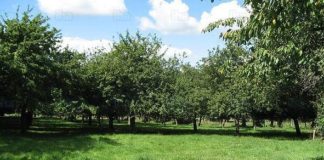 LIGURIA: DAL PSR 3 MLN CONTRO CALAMITA’ IN CAMPAGNA