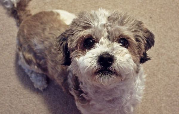 CANI ABBANDONATI, AL VIA LA CAMPAGNA ANAS