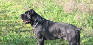 SICILIA, PROPRIETARI DOVRANNO FORNIRE DNA CANI