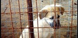 IN TRE MESI UCCISI 2700 CANI