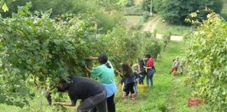 Caporalato, Fondazione con il Sud promuove bando da 2 milioni