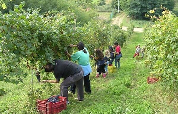 METAPONTINO, AL VIA FORMAZIONE CONTRO CAPORALATO E LAVORO NERO