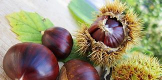 NEL REATINO SI CELEBRA RACCOLTO CASTAGNE