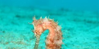 PREMIO ISCHIA, AL VIA BANDO GIORNALISMO AMBIENTALE