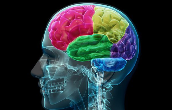 IL CERVELLO, UNIVERSO PLURIVERSO IN VIA DI ESPLORAZIONE