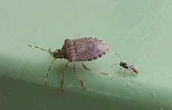 Cimice asiatica, FVG chiede “evento eccezionale”