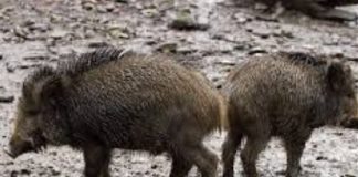 ABRUZZO: EMERGENZA CINGHIALI, INSEDIATO TAVOLO TECNICO
