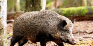 BRANCO CINGHIALI INVADE A1, UN MORTO E DIECI FERITI