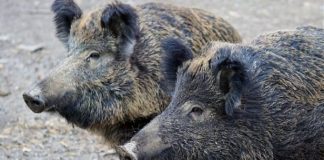 VENETO: CACCIA AL CINGHIALE ANCHE SUL BALDO