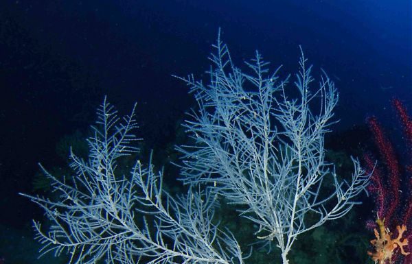 PROGETTO CORALLI NERI AFFIDATO AL DOTTOR CHIMIENTI