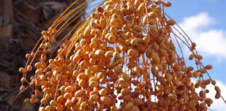 TUNISIA, PRODUZIONE DATTERI AFFRONTERÀ DIVERSE SFIDE