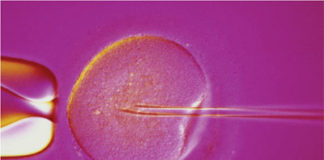 FECONDAZIONE ETEROLOGA, ANCHE NEL LAZIO