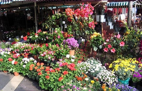 MERCATO REGIONALE DEI FIORI, PUBBLICATO L’AVVISO SUL BURC