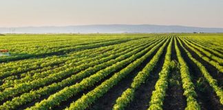 FVG: AGRICOLTURA, ALTRI 5,3 MLN PACCHETTO GIOVANI