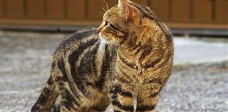 VDA: CAMPAGNA PER PREVENZIONE DEL RANDAGISMO