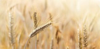 “URGENTE PRODURRE PIÙ FRUMENTO IN ITALIA”