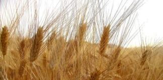 SVELATO GENOMA GRANO TENERO