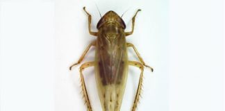 AL PARCO ASPROMONTE SCOPERTO NUOVO INSETTO